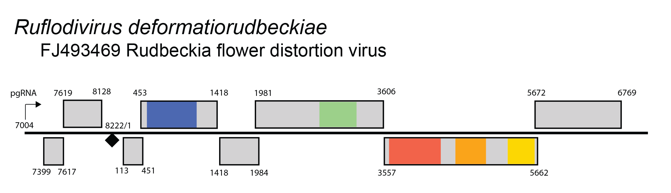 Ruflodivirus genome