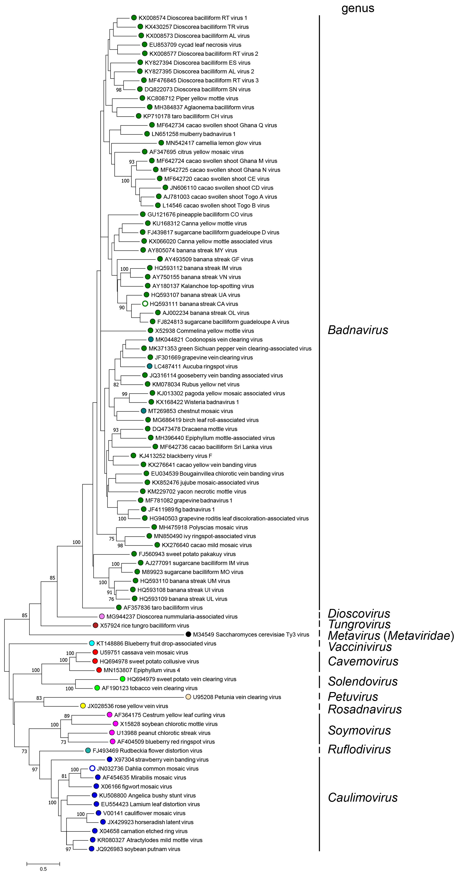 Caulimoviridae phylogeny