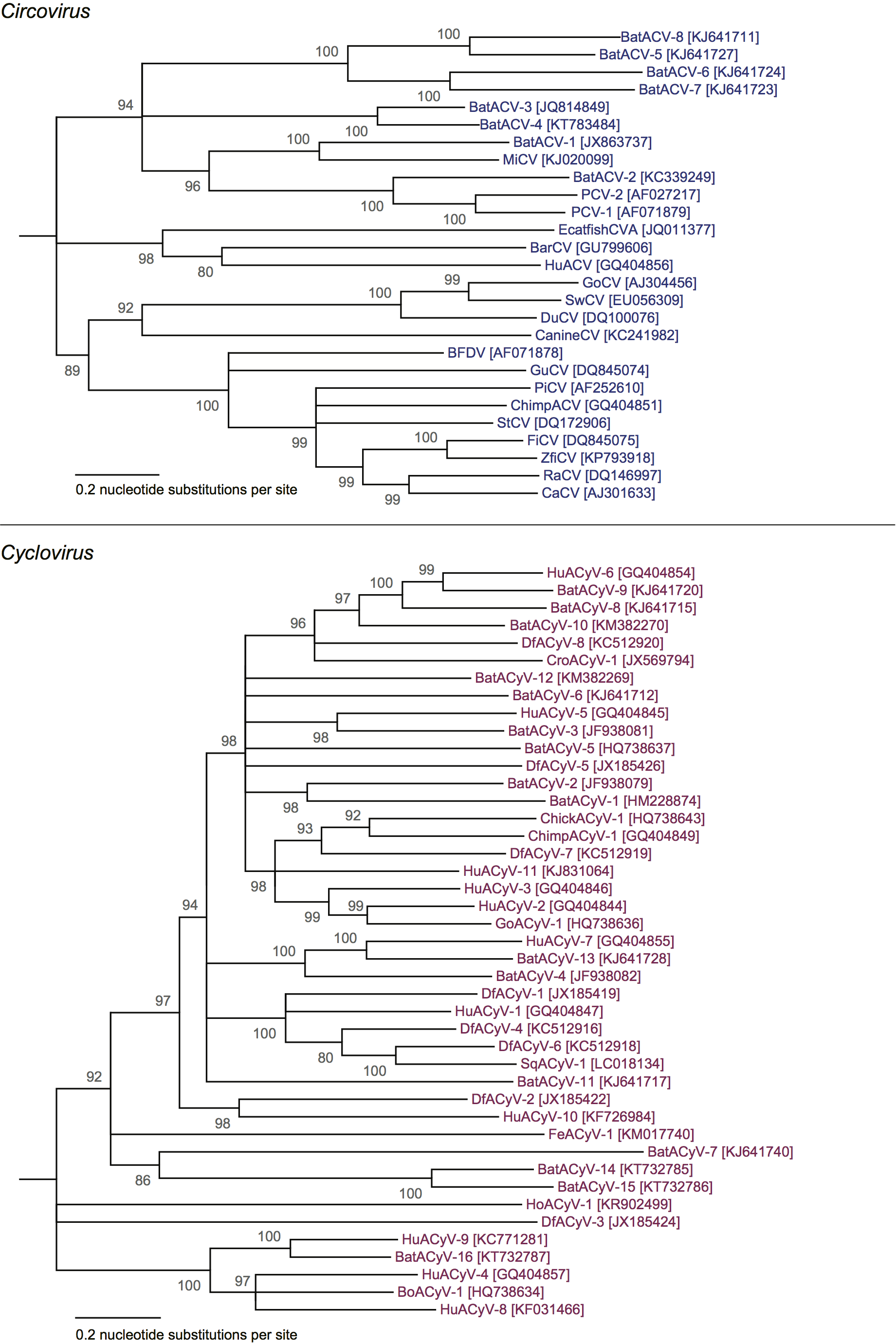Phylogenetic tree - Circoviridae