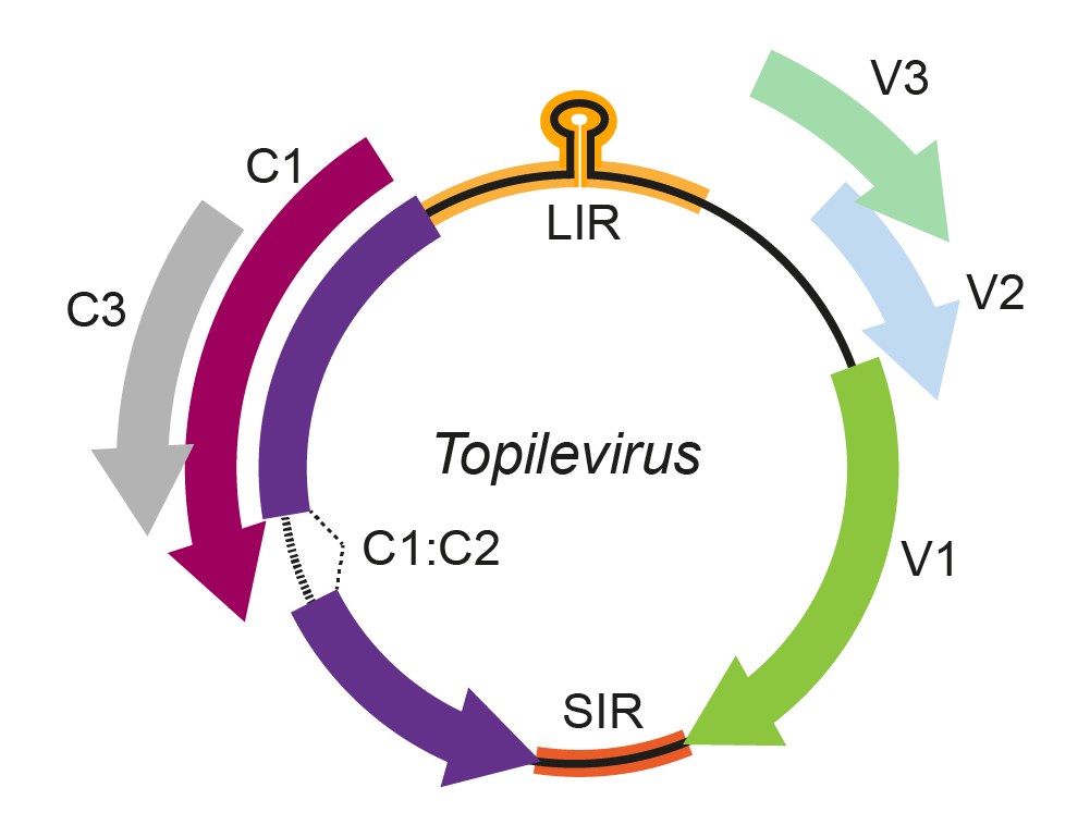 Genome diagram - Topilevirus