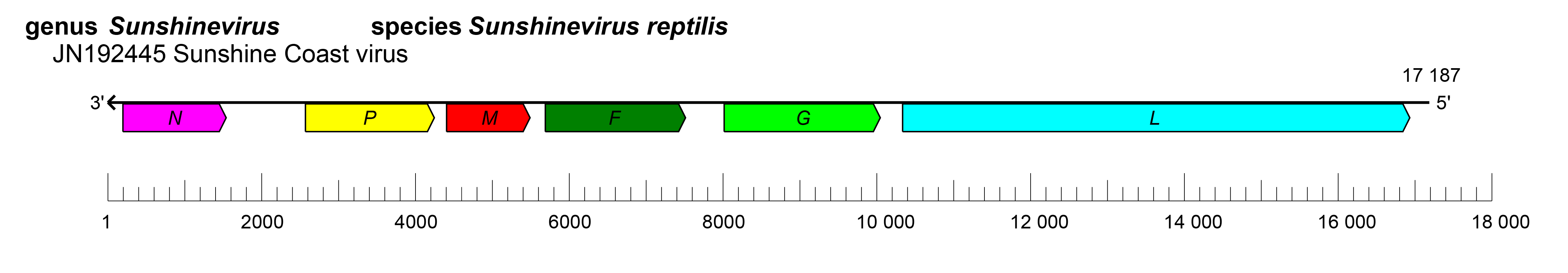 Sunviridae genome