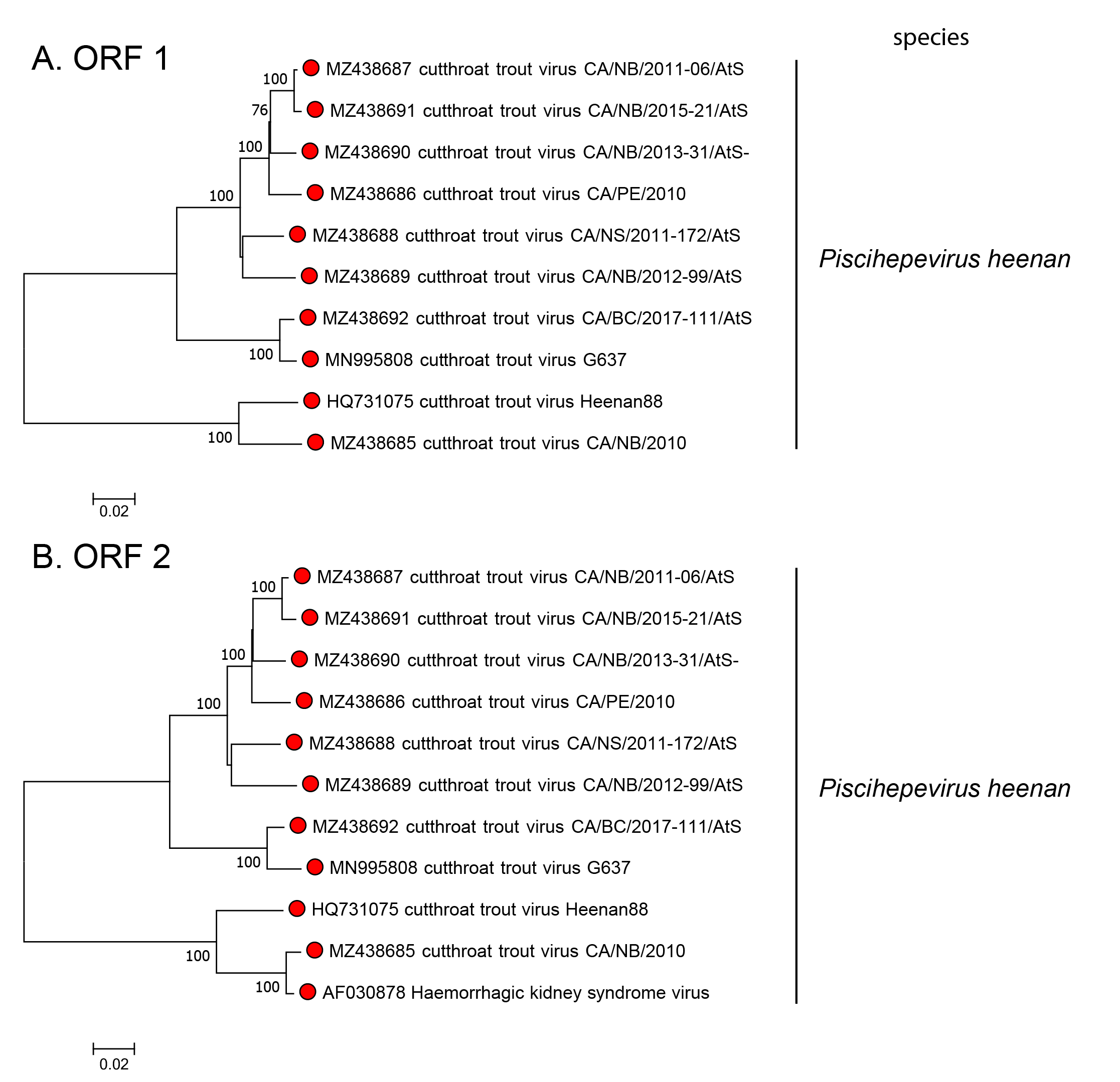 Phylogenetic tree of genus Piscihepevirus