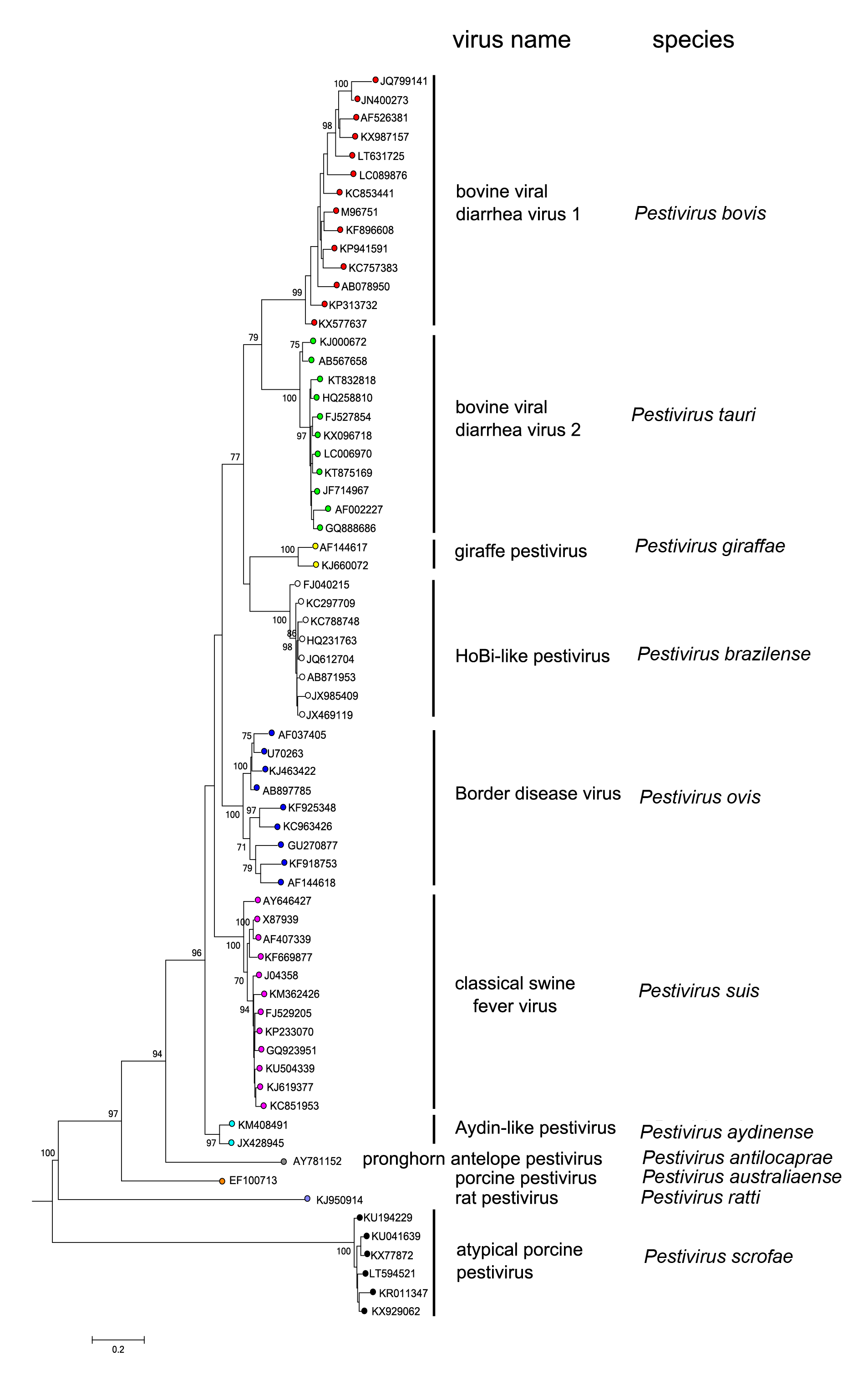 Pestivirus phylogeny