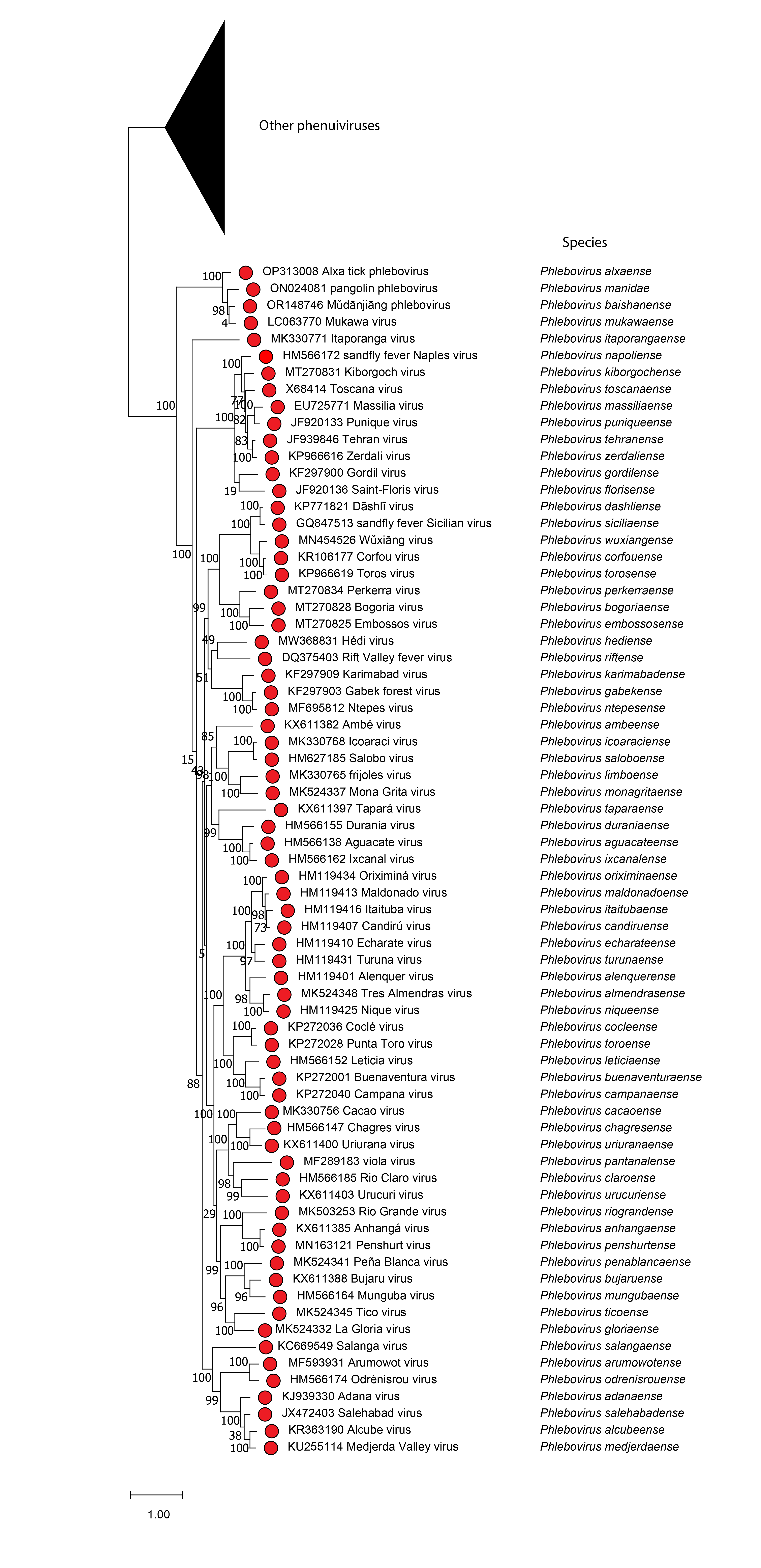 Phlebovirus phylogeny