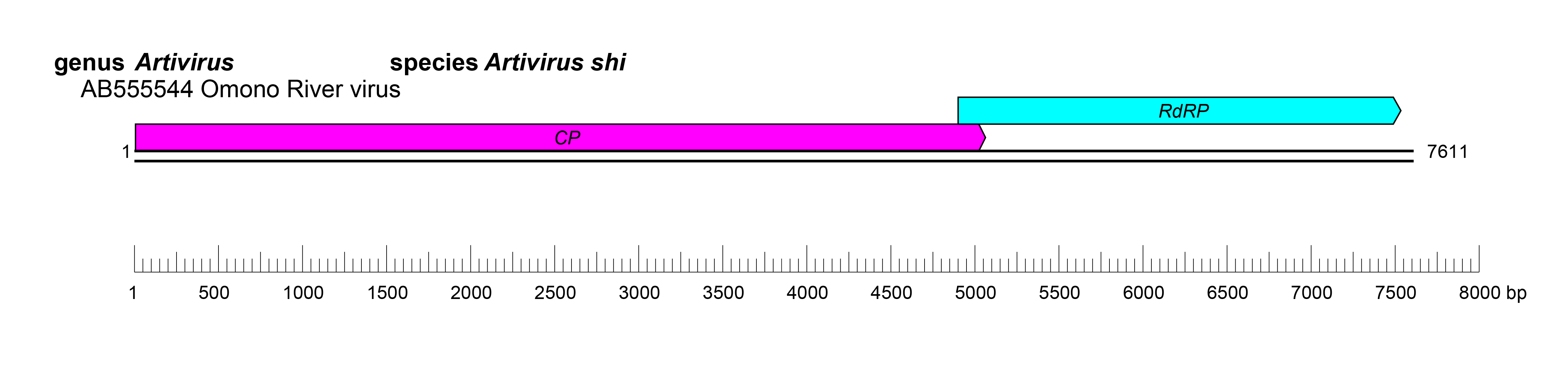 Artiviridae genome