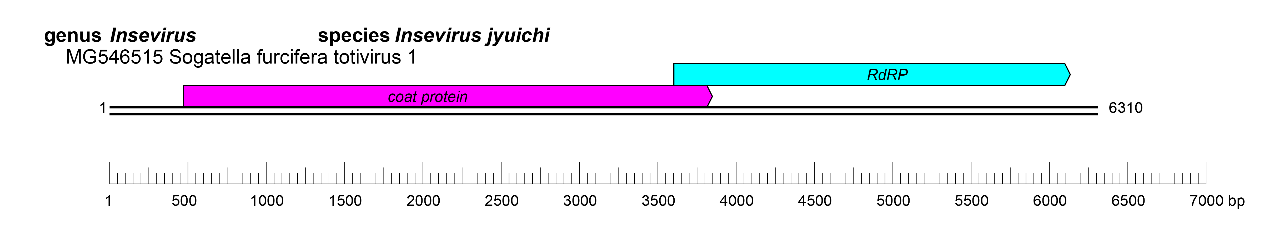 Inseviridae genome