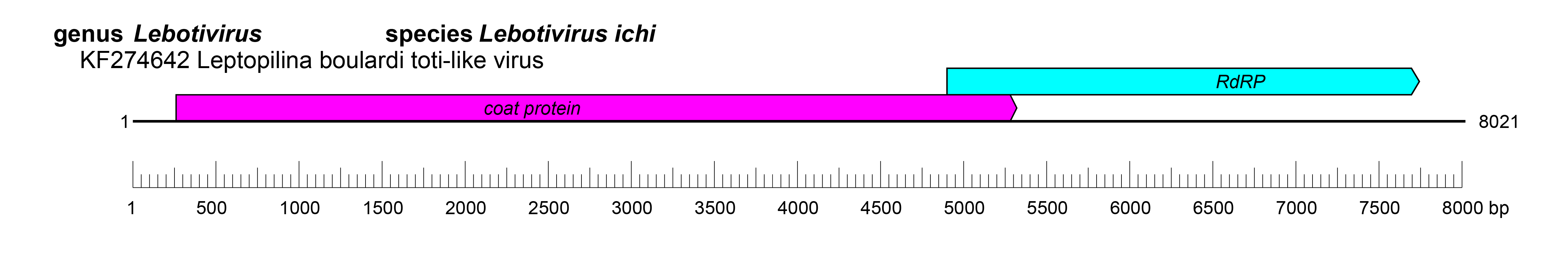 Lebotiviridae genome