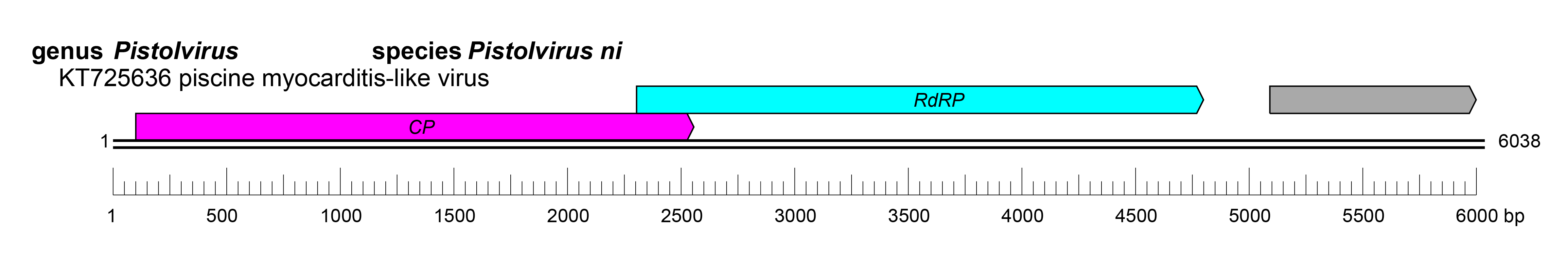 Pistolviridae genome