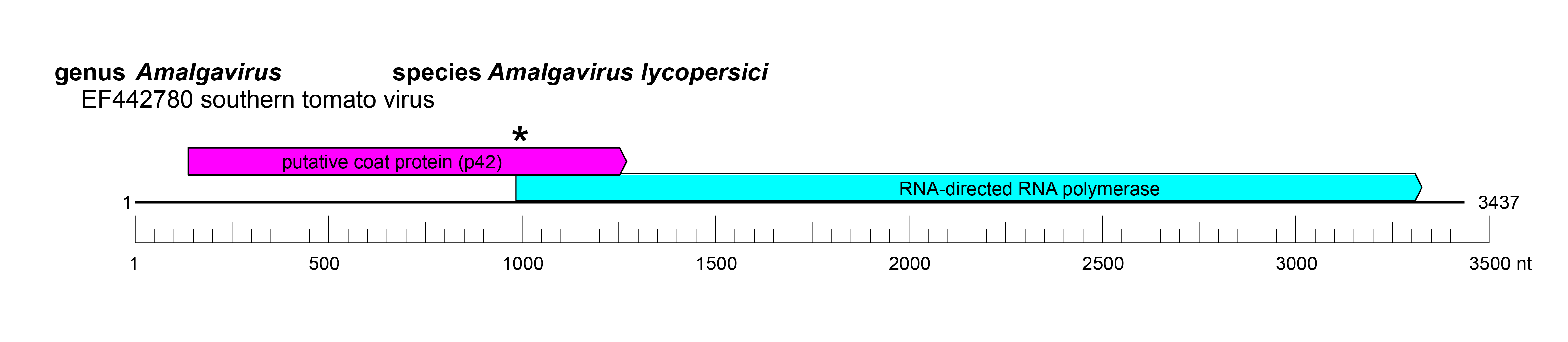 Amalgaviridae genome