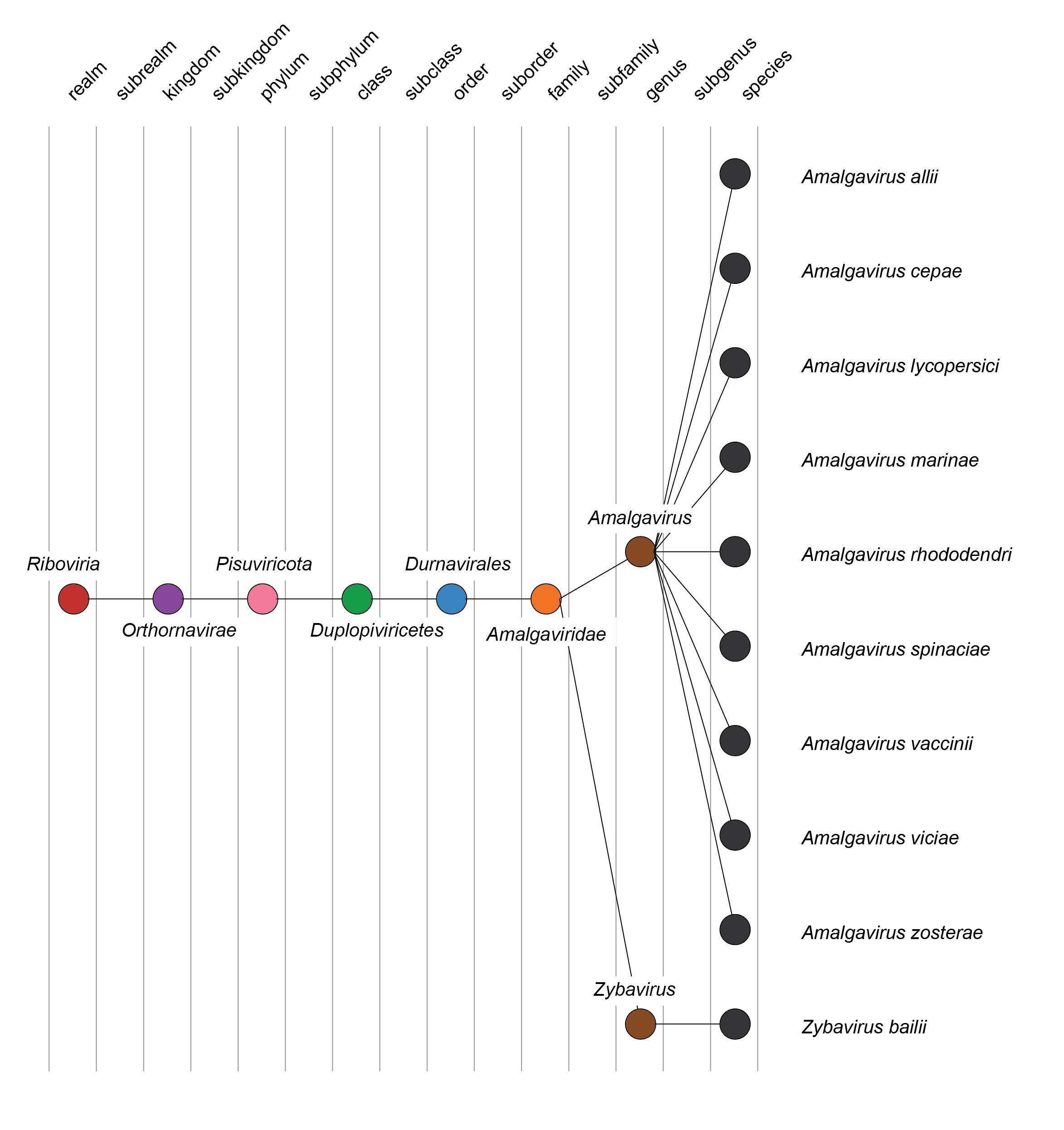 Amalgaviridae taxonomy