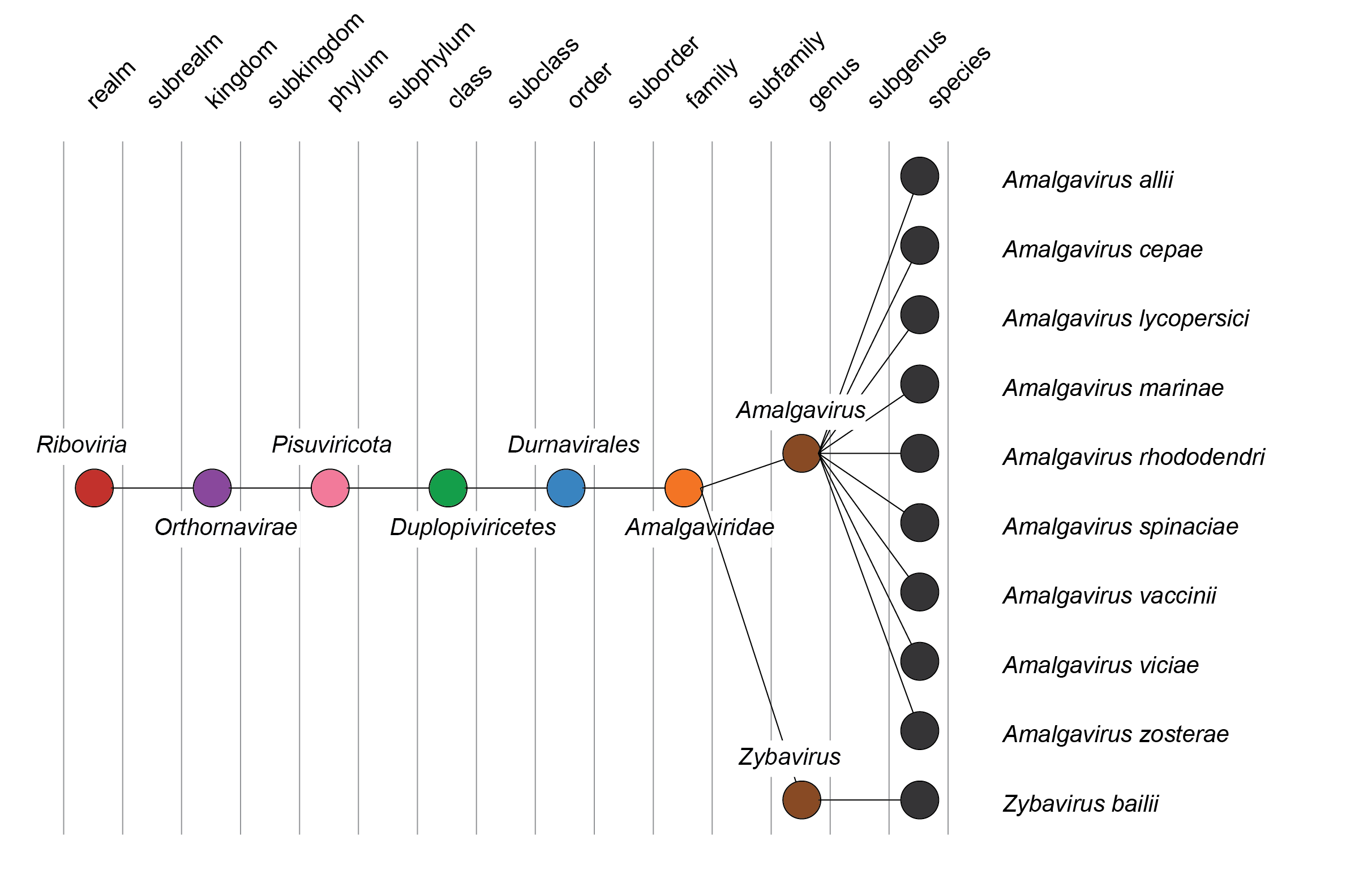 Amalgaviridae taxonomy