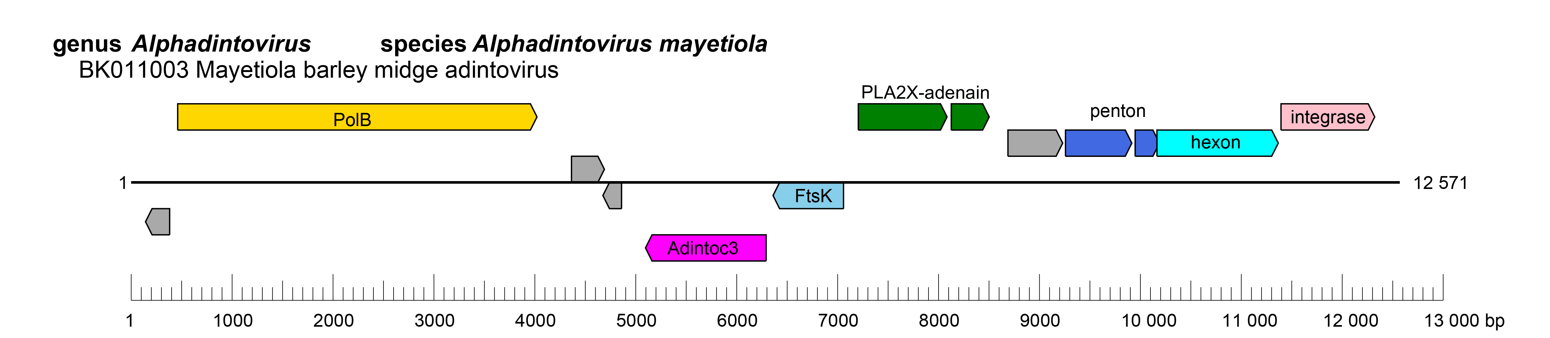 Adintoviridae genome