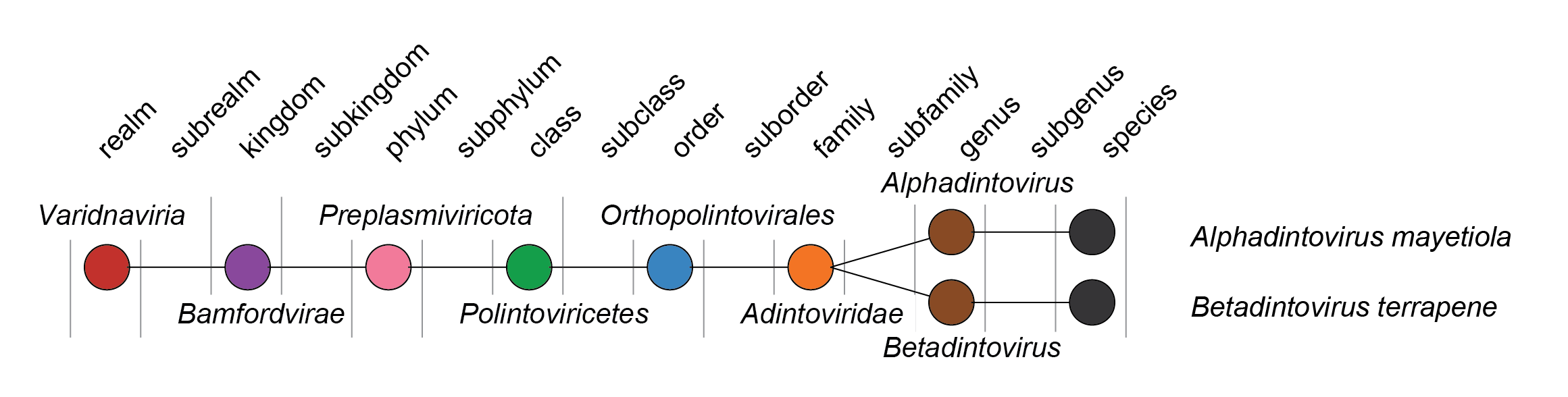 Adintoviridae taxonomy