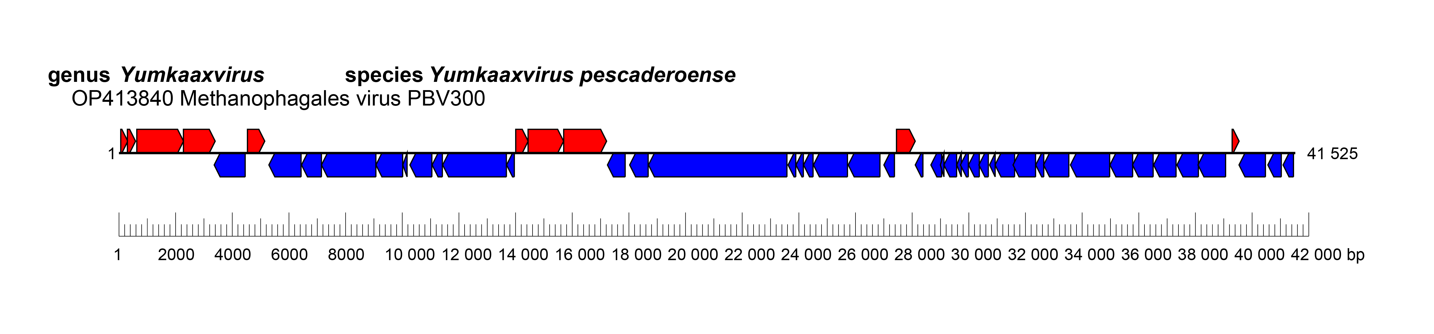 Ahmunviridae genome