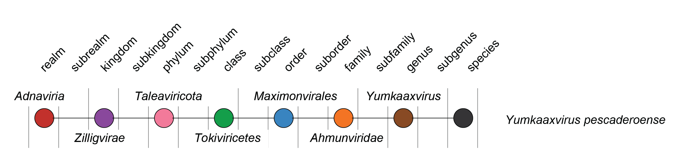 Ahmunviridae taxonomy