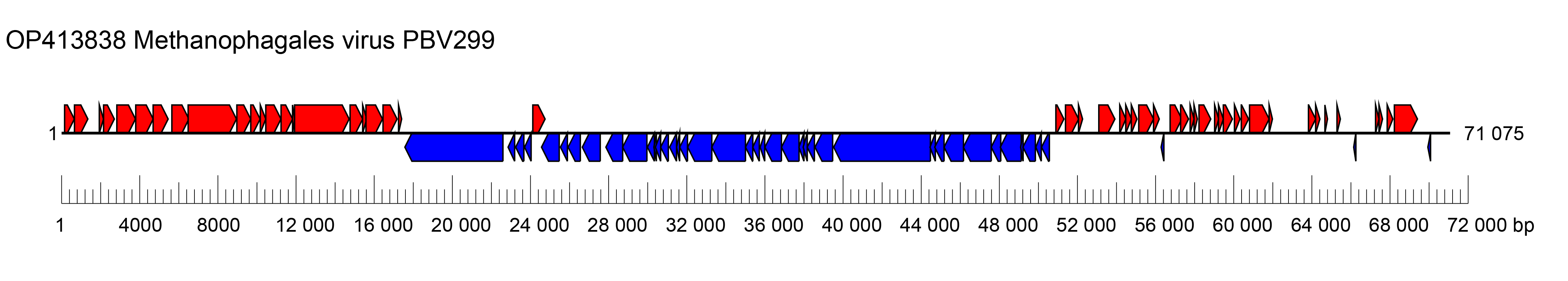 Ahpuchviridae genome