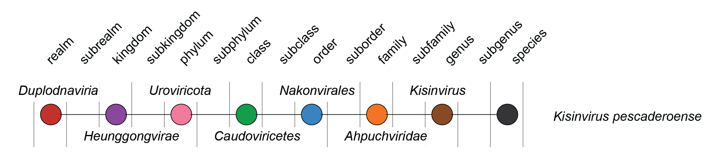 Ahpuchviridae taxonomy