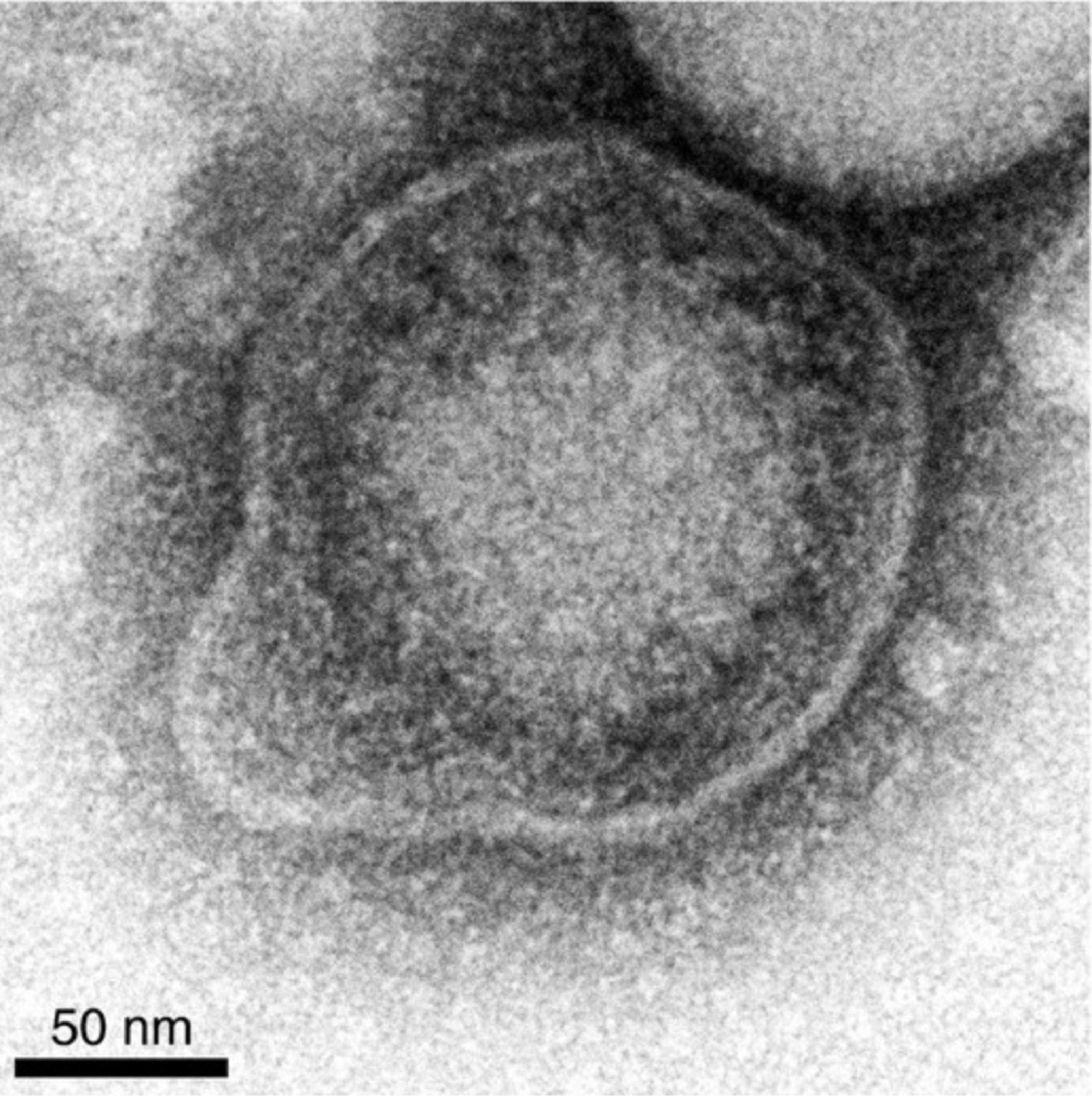 Alloherpesviridae EM