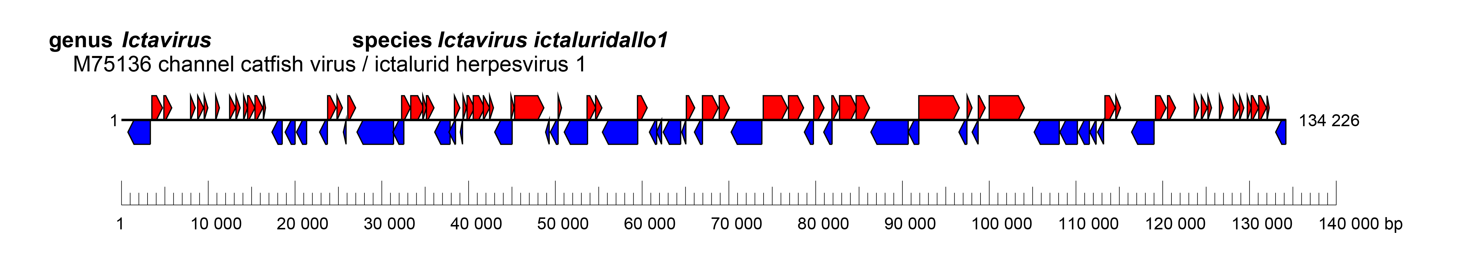 Alloherpesviridae genome