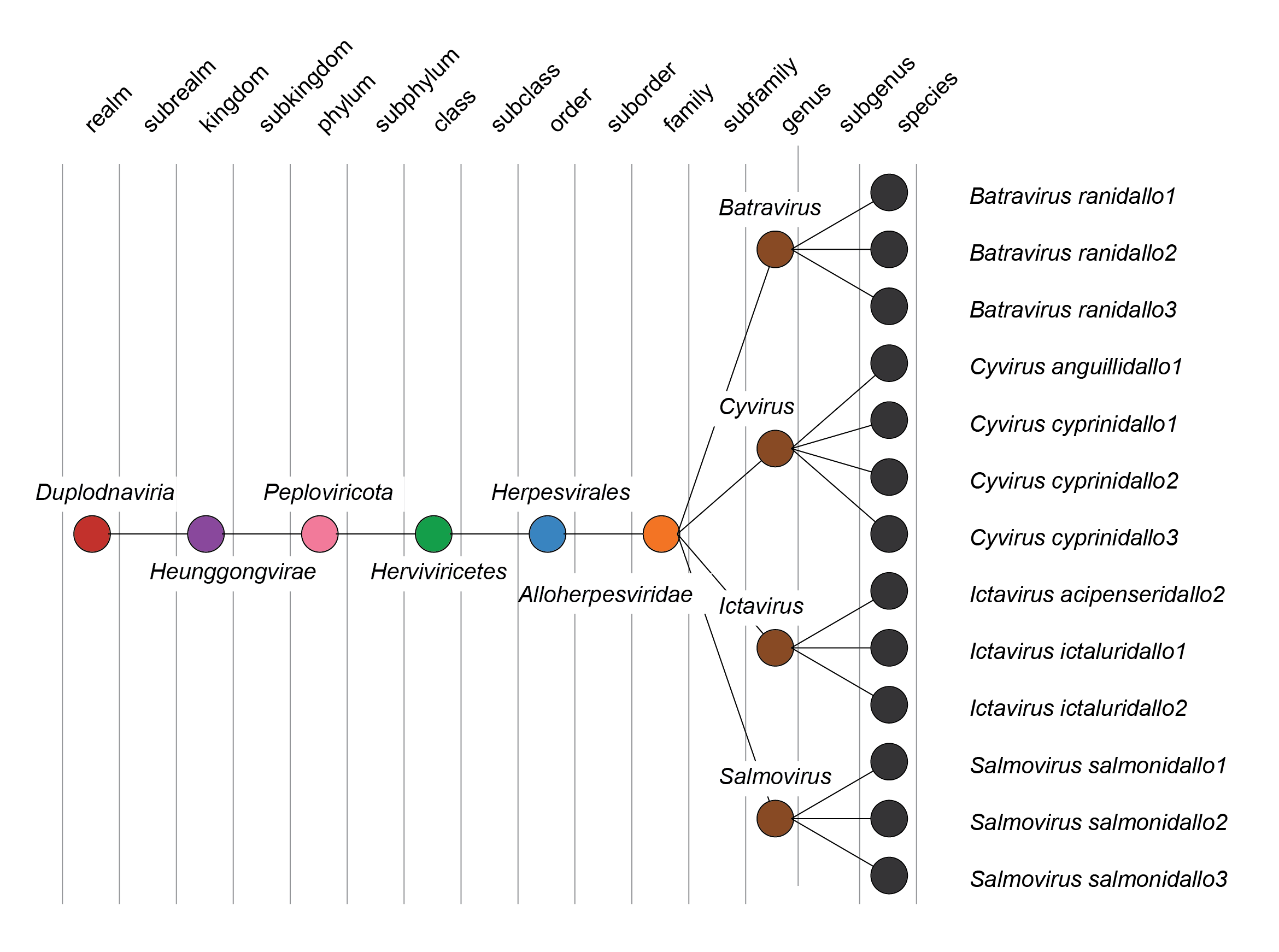 Alloherpesviridae taxonomy