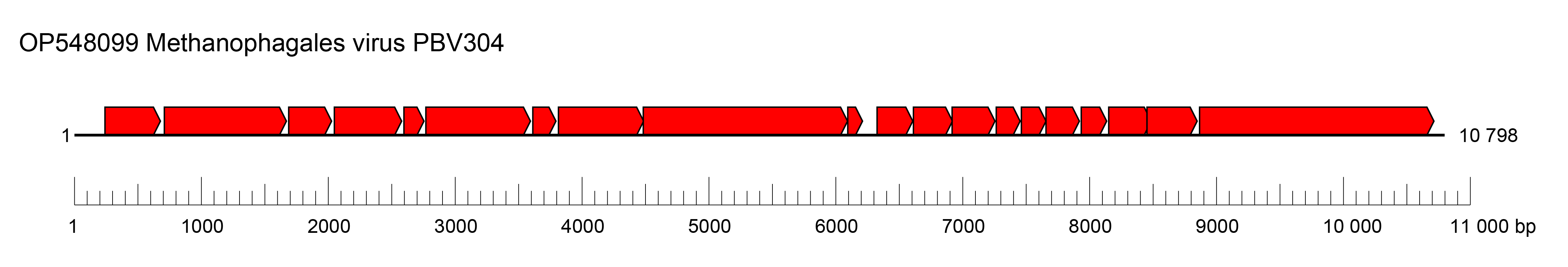 Chaacviridae genome