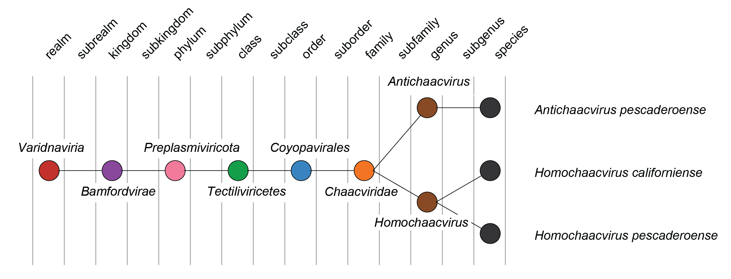 Chaacviridae taxonomy