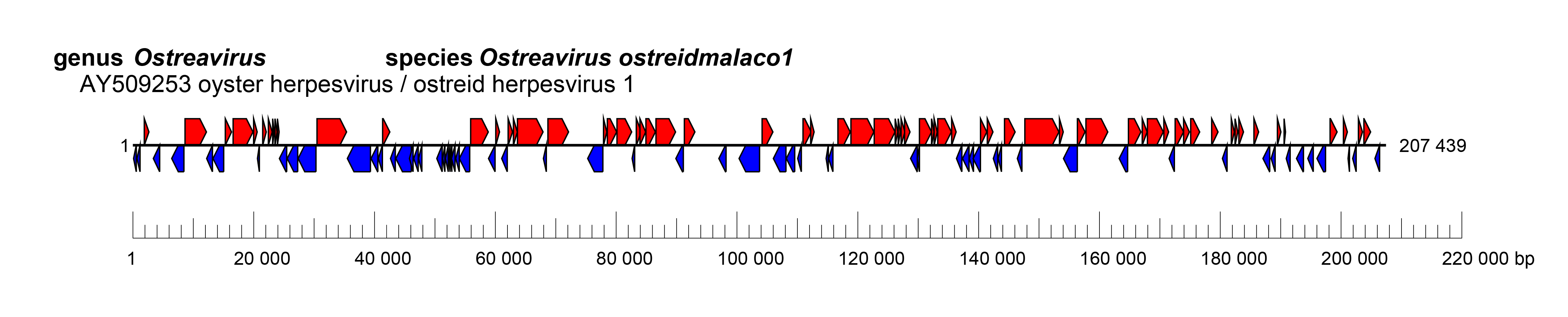 Malacoherpesviridae genome