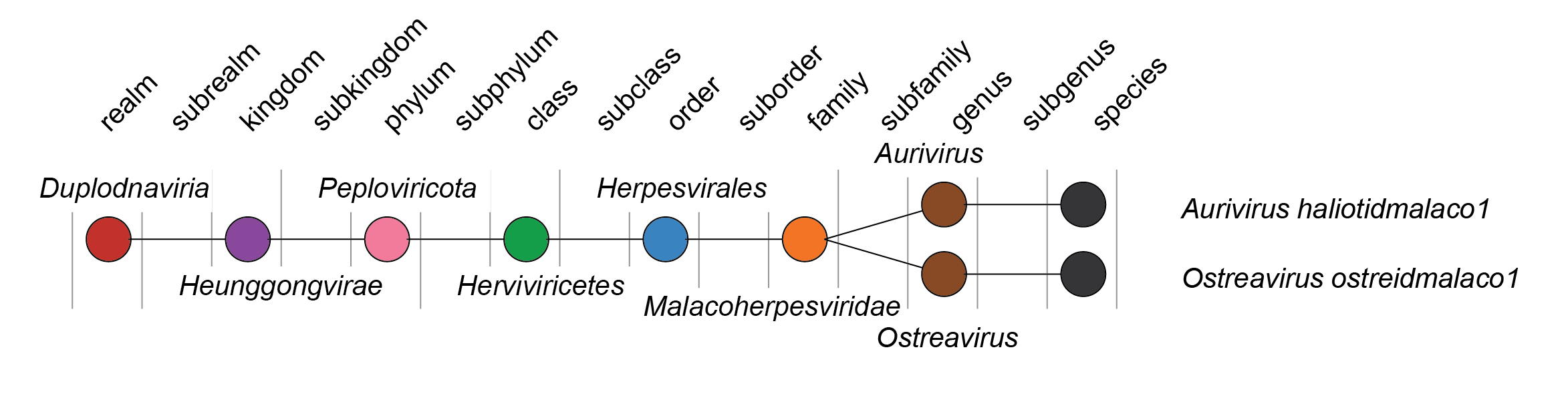 Malacoherpesviridae taxonomy