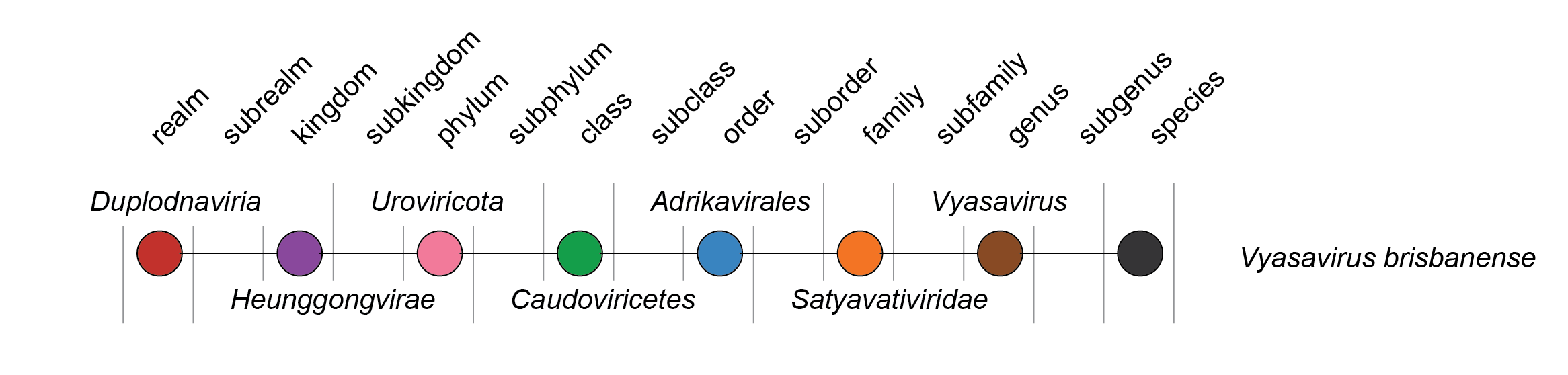 Satyavativiridae taxonomy