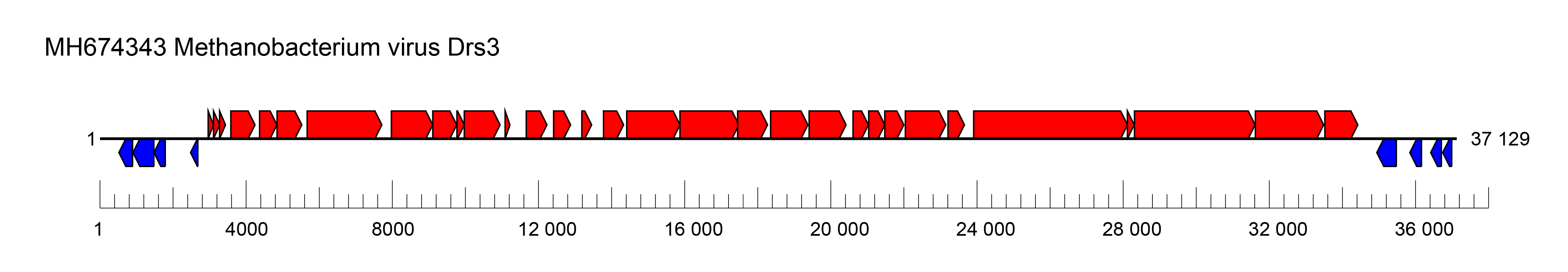 Anaerodiviridae genome