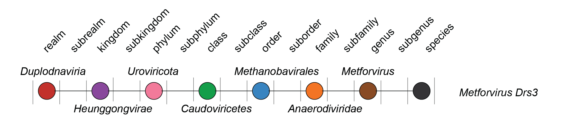 Anaerodiviridae taxa