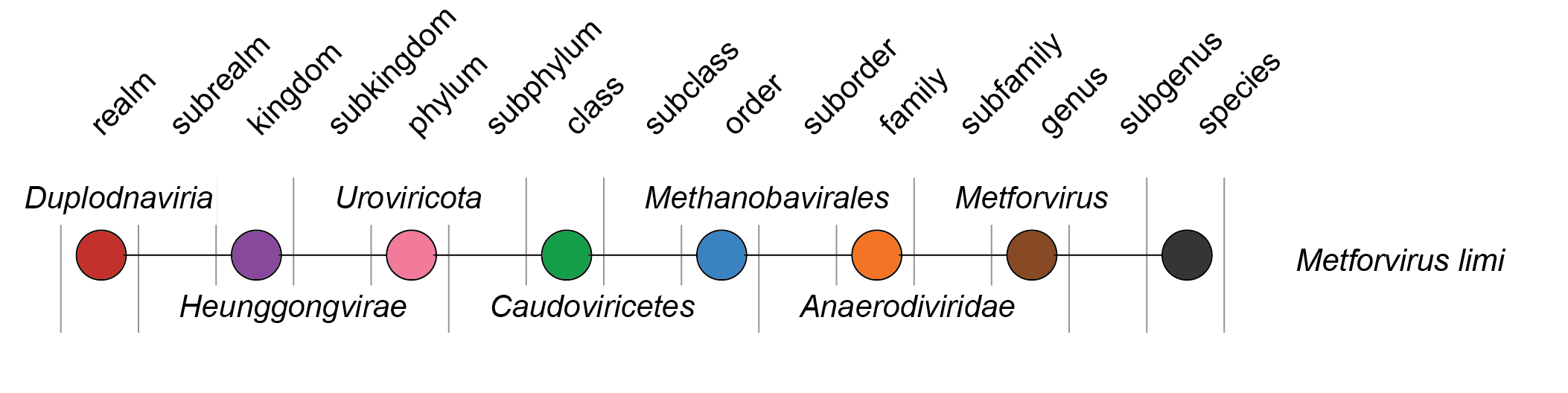 Anaerodiviridae taxonomy