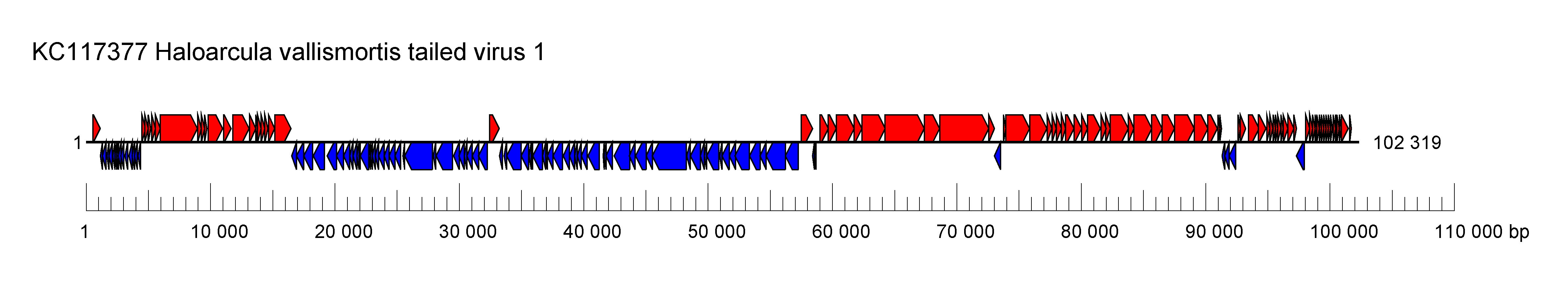 Druskaviridae genome organisation