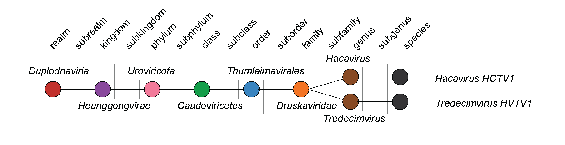 Druskaviridae taxonomy
