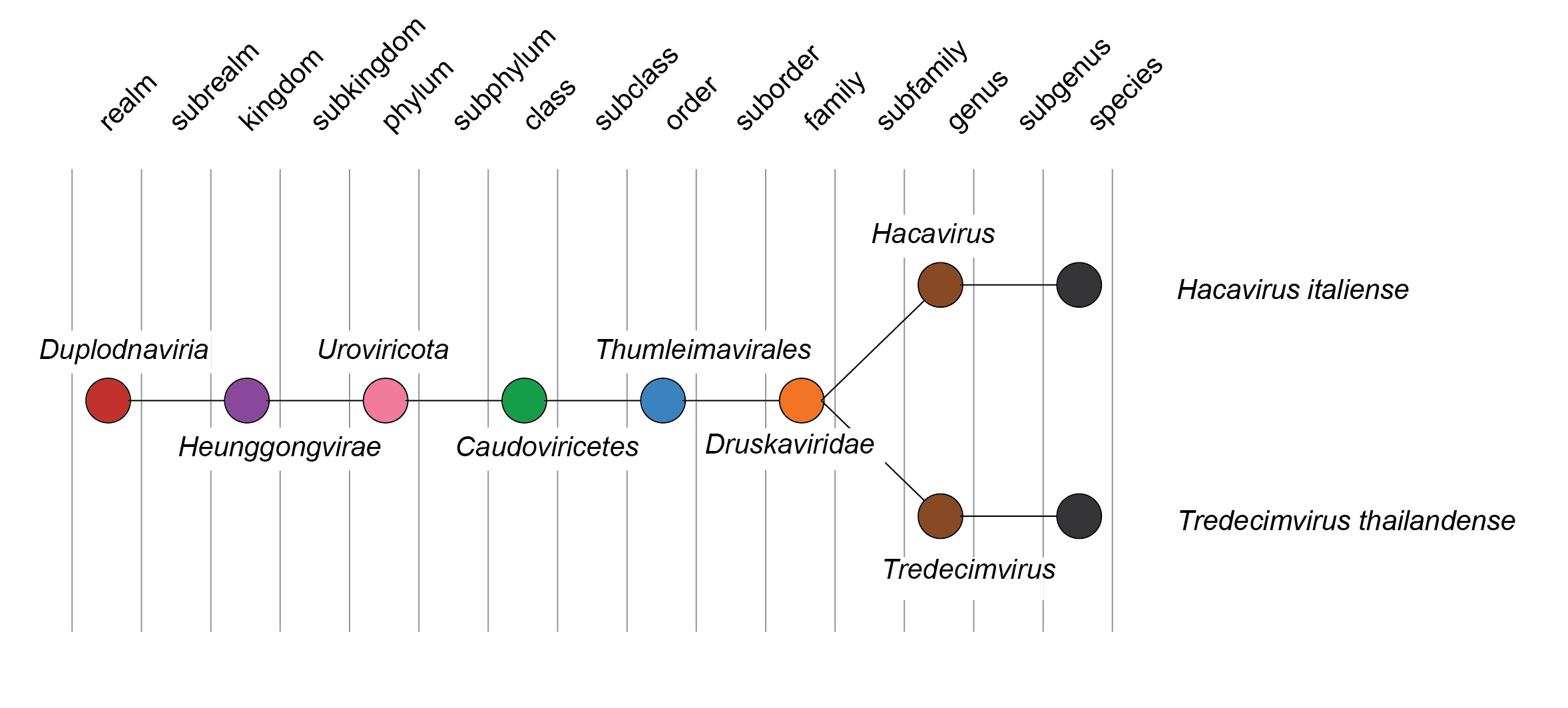 Druskaviridae taxonomy