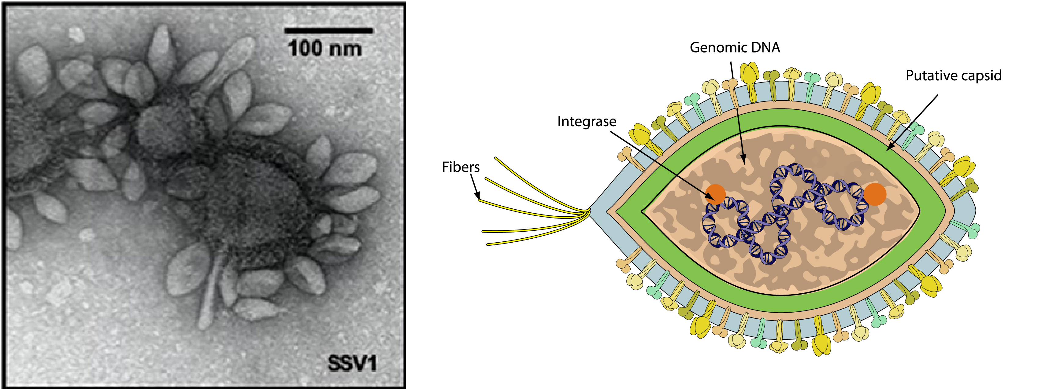 Fueslloviridae virion structure