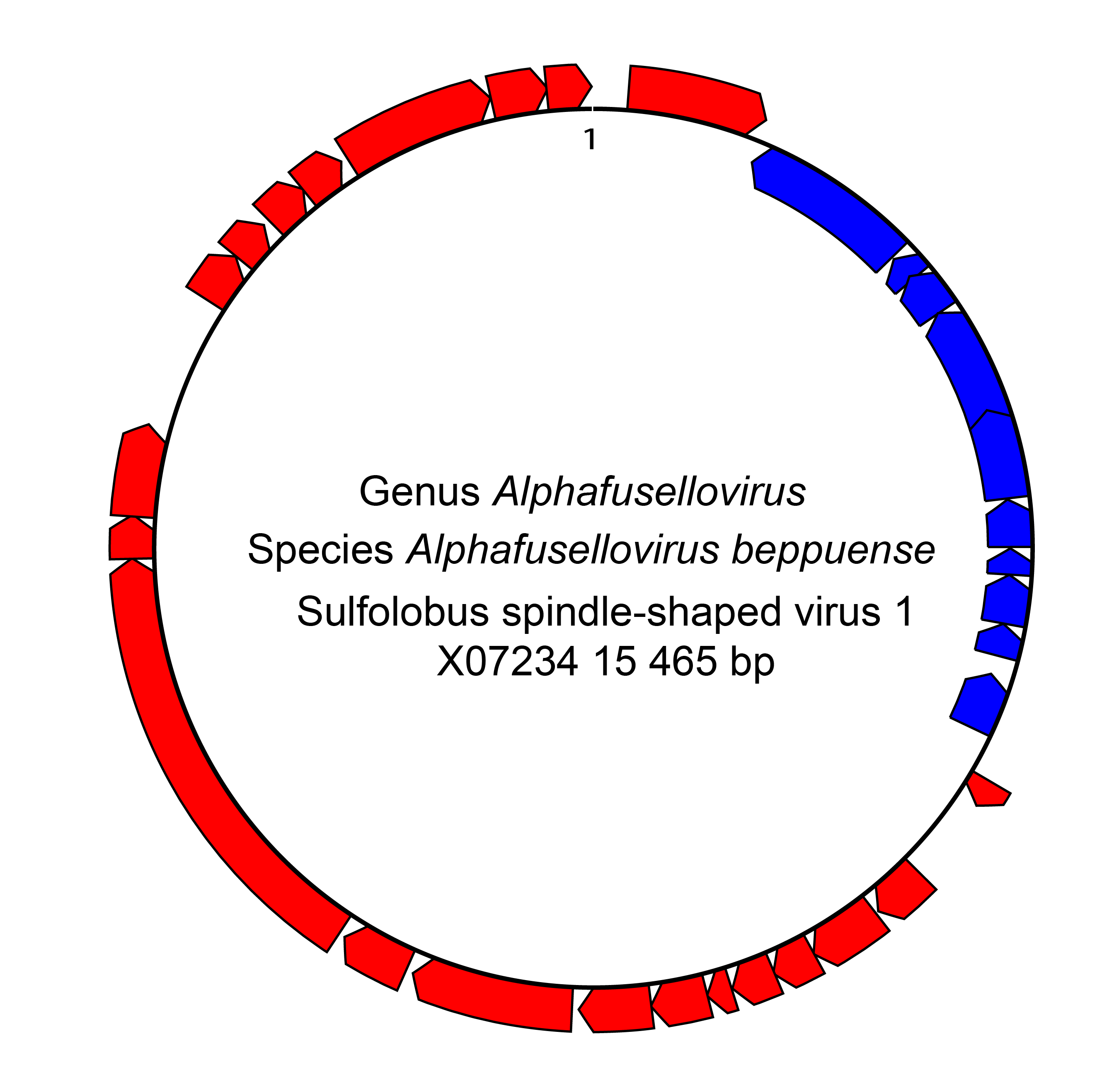 Fuselloviridae genome