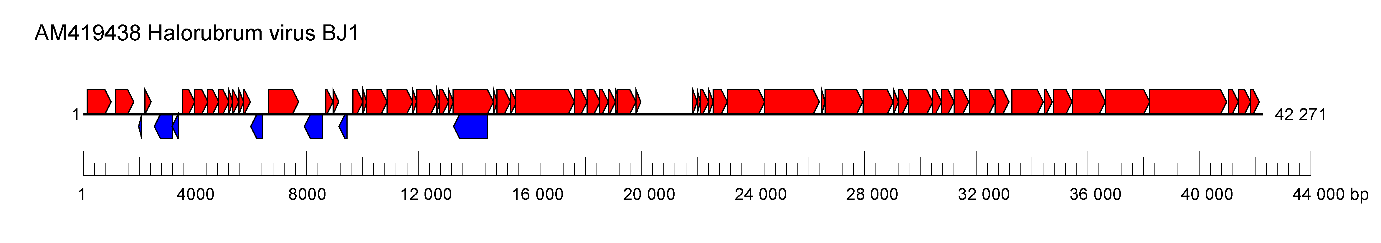 Graaviviridae genome