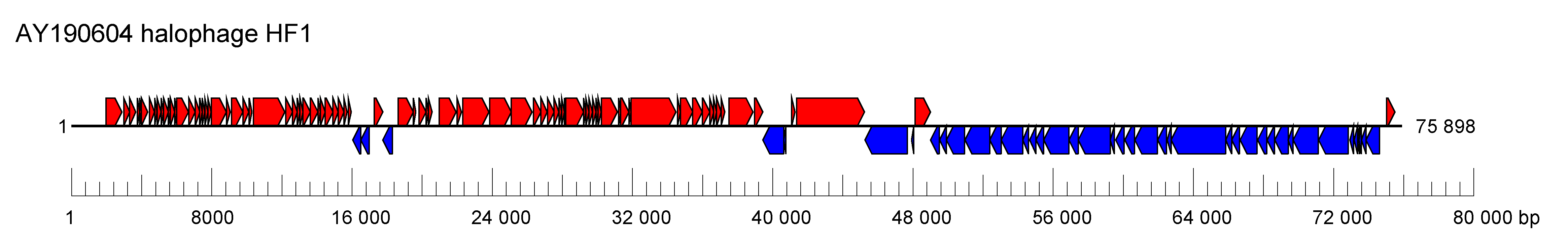 Hafunaviridae genome