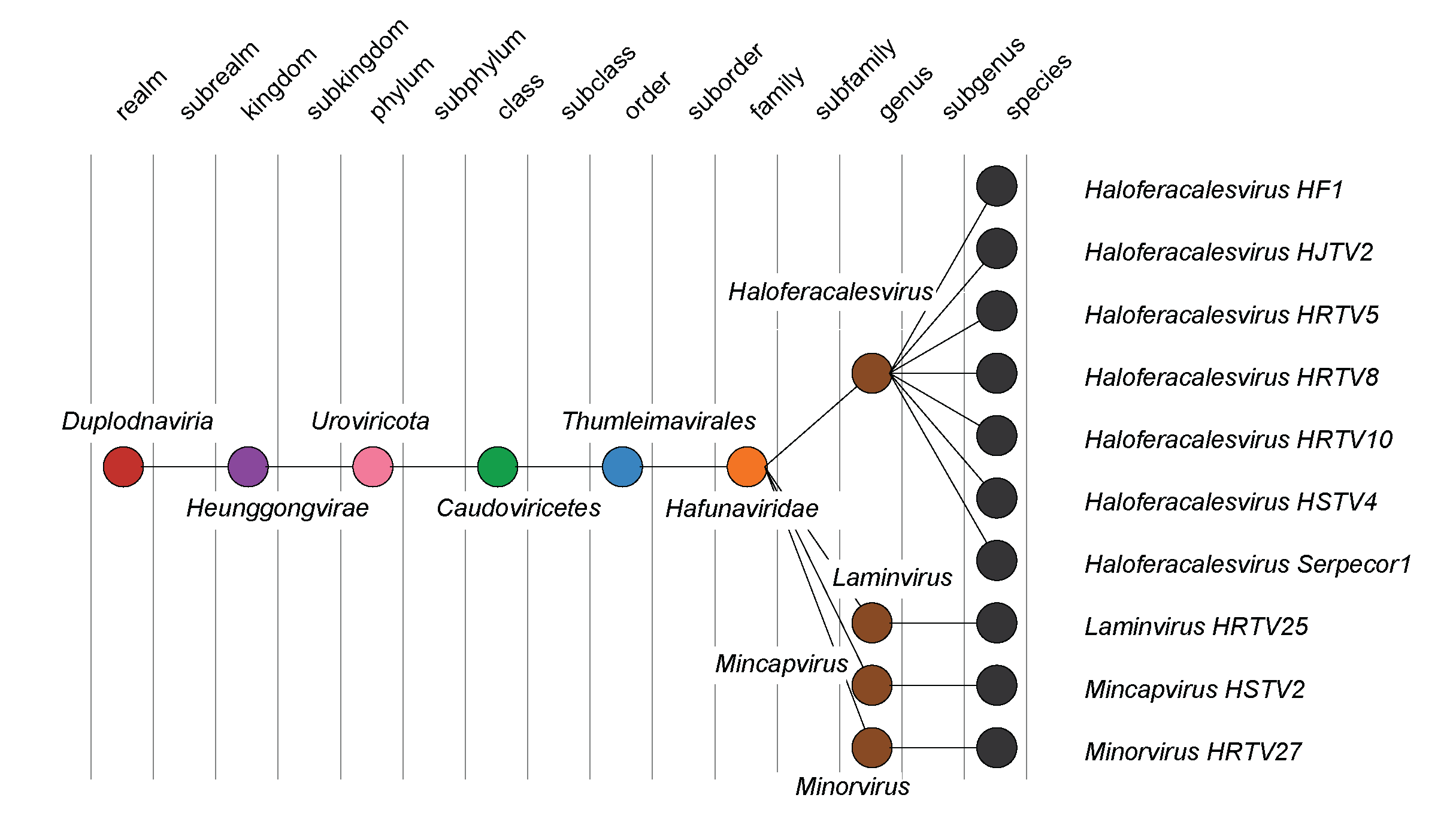 Hafunaviridae taxonomy