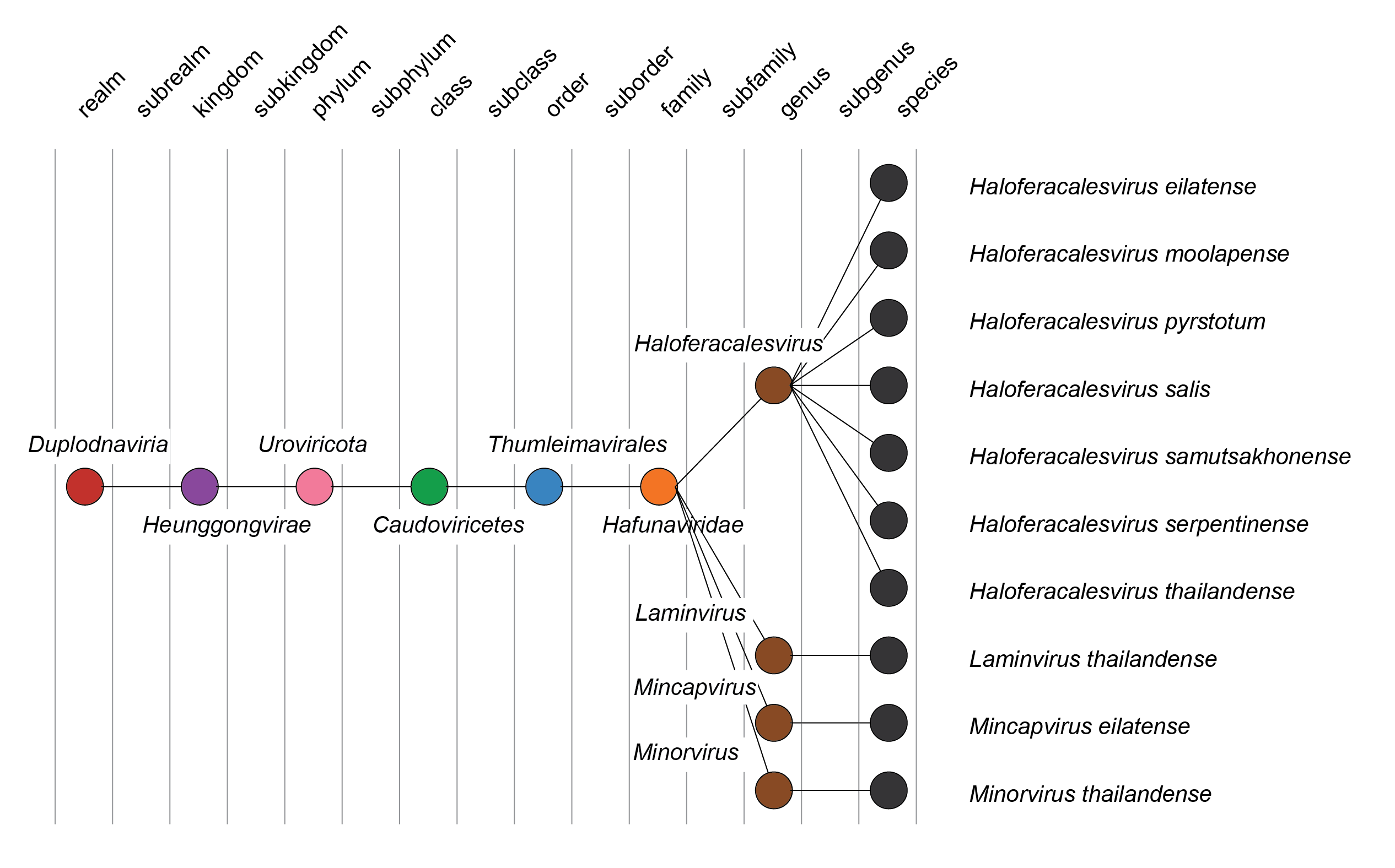 Hafunaviridae taxonomy