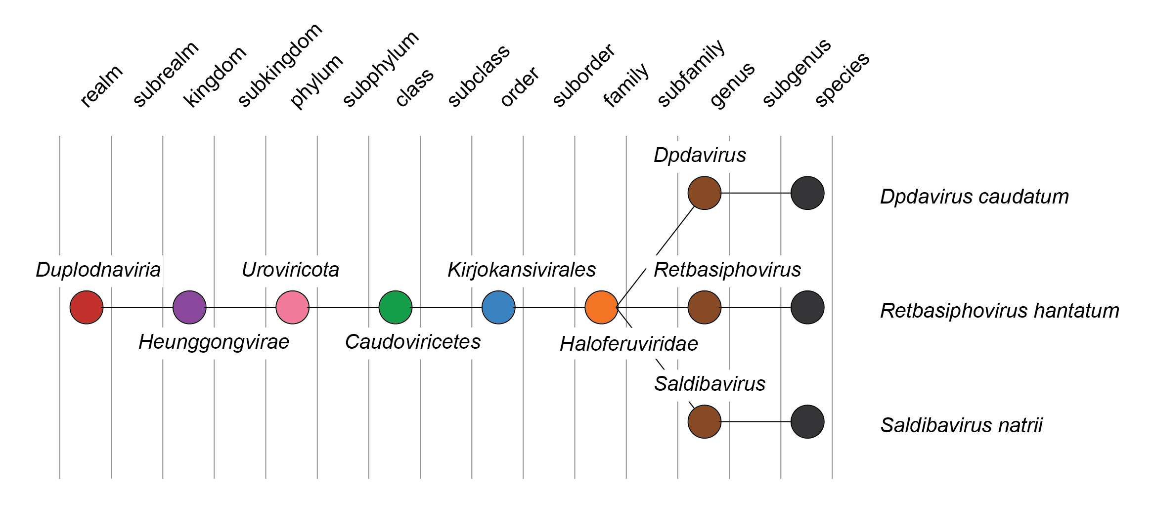 Haoloferuviridae taxonomy