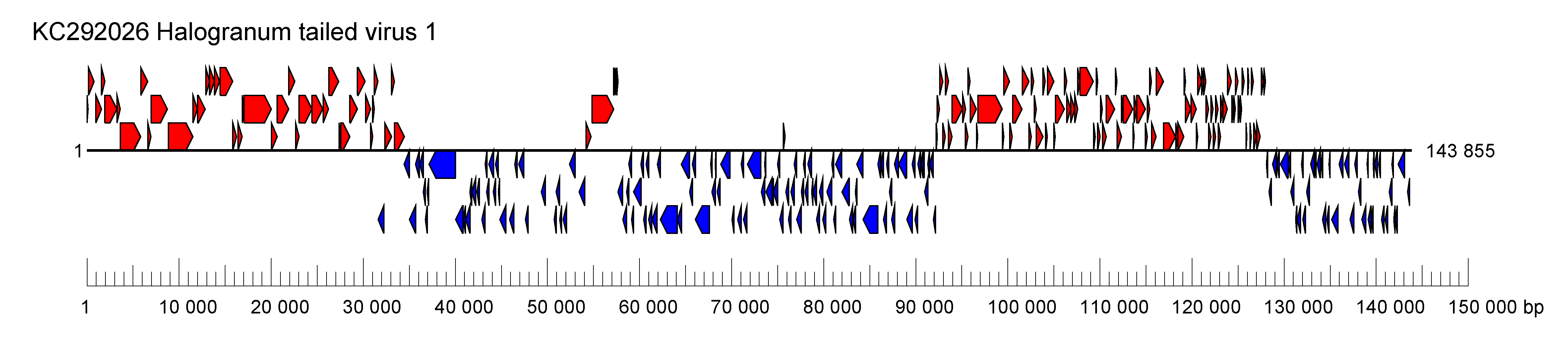 Halomagnusviridae genome