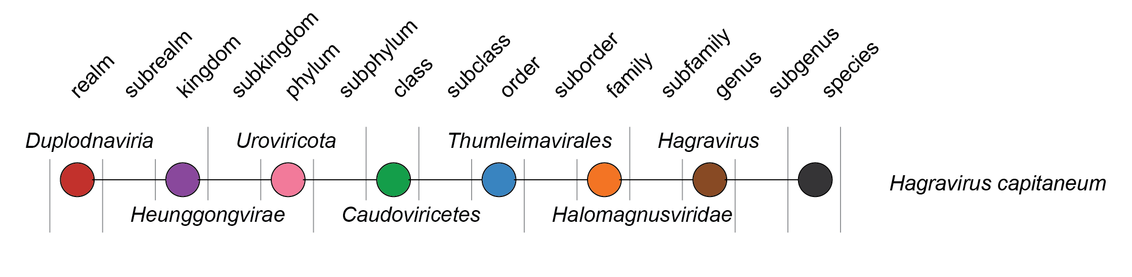 Halomagnusviridae taxonomy