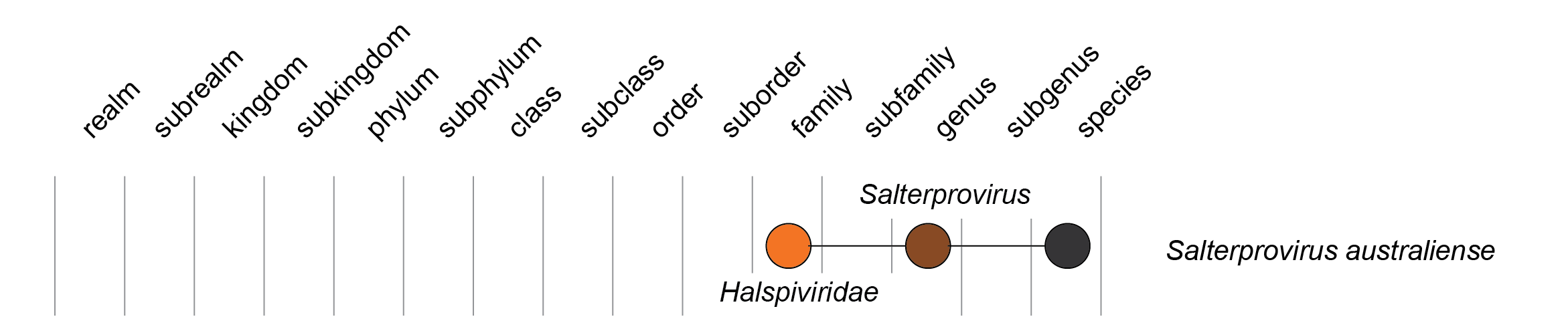 Halspiviridae taxonomy