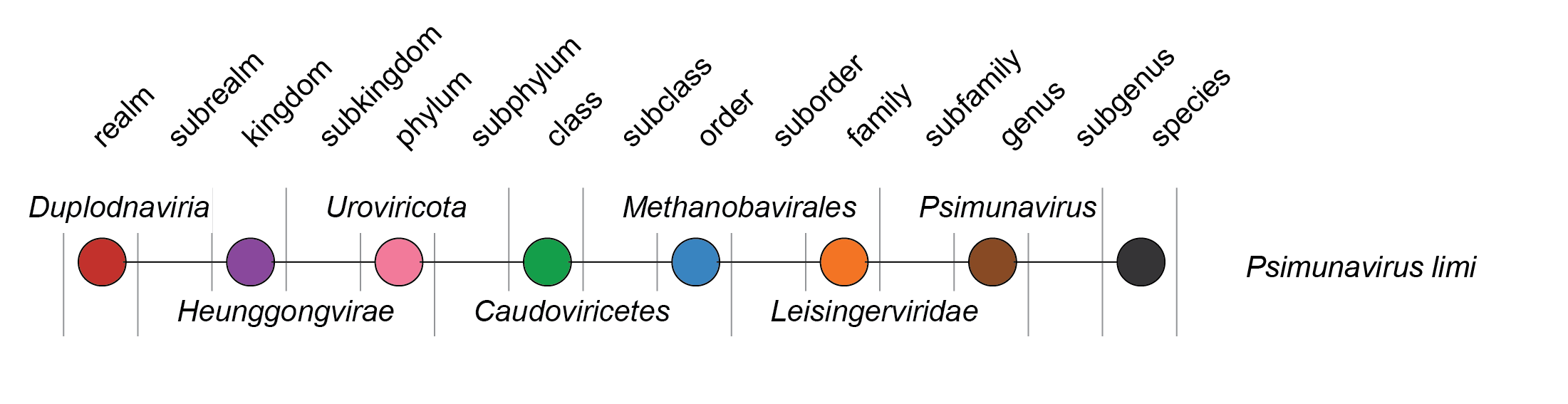 Leisingerviridae taxonomy