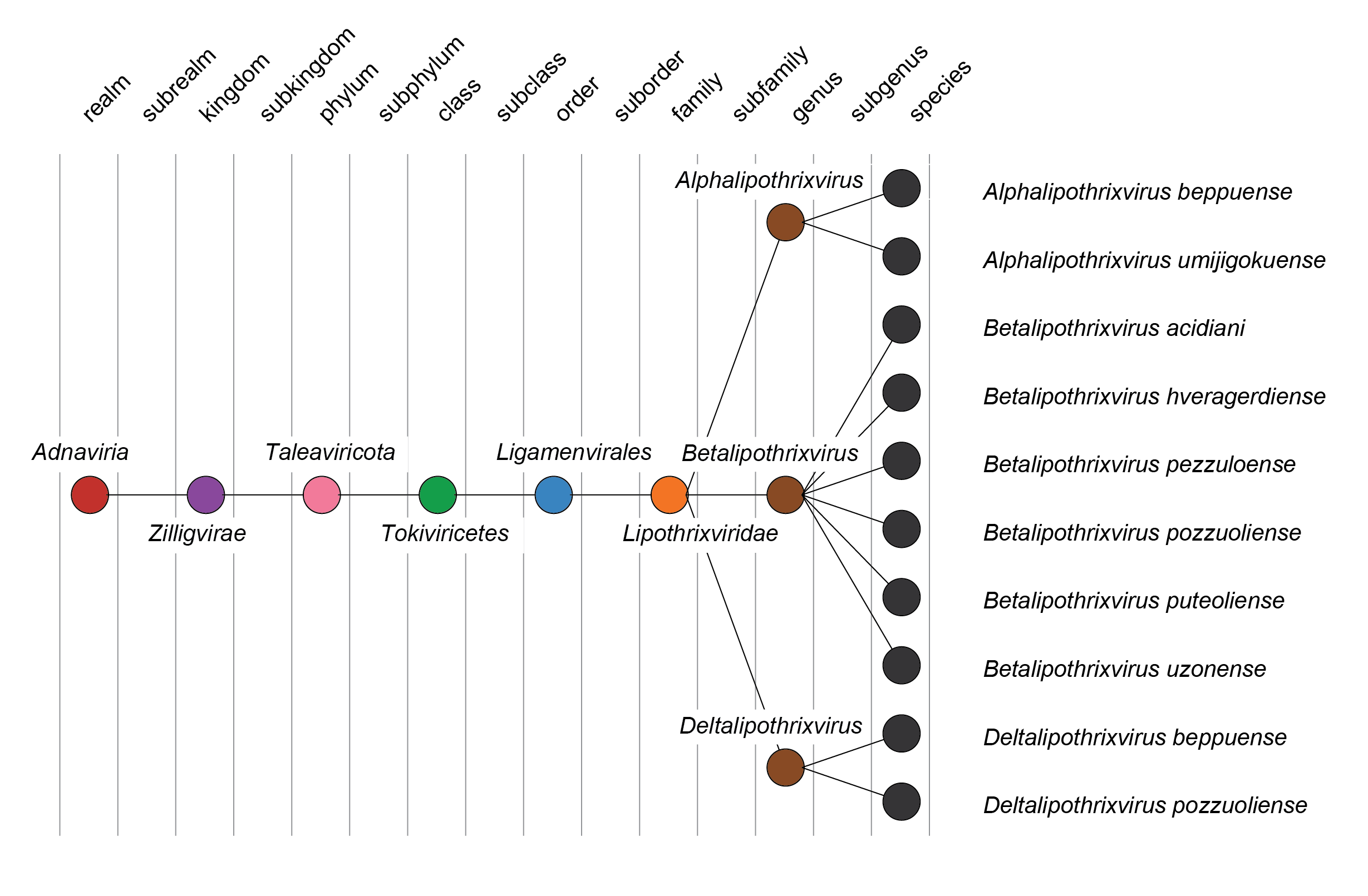 Lipothrixviridae taxonomy