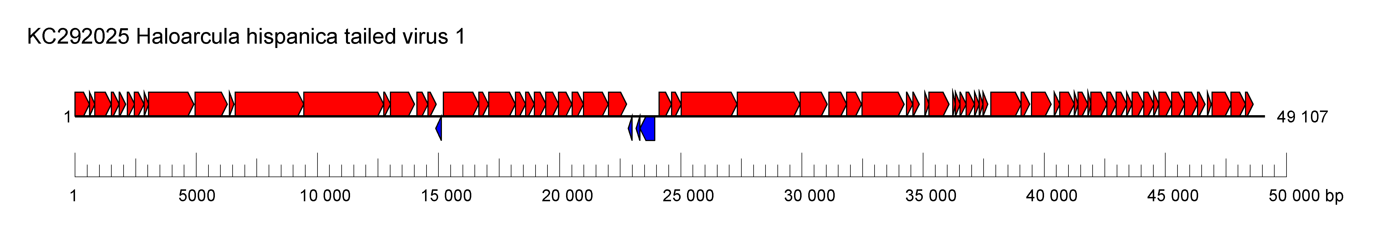 Madisaviridae genome