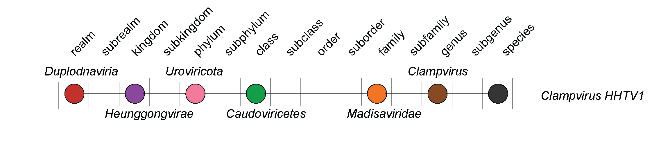 Madisaviridae taxonomy