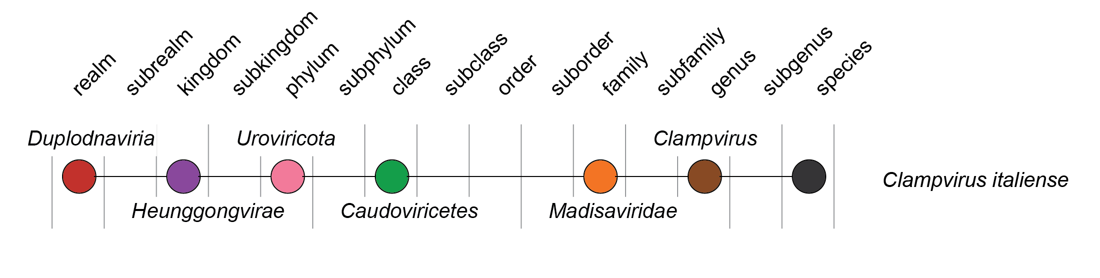 Madisaviridae taxonomy